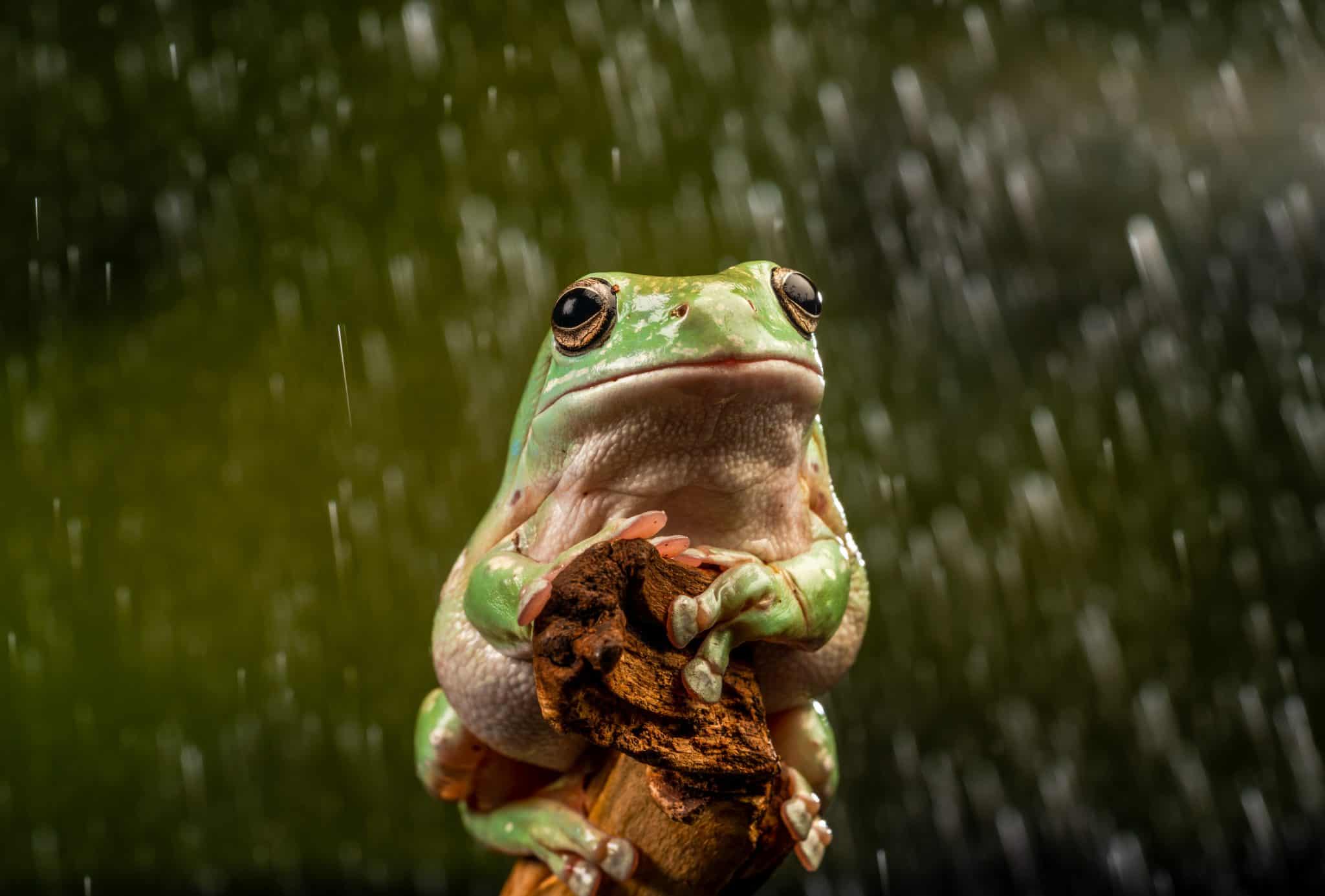 whites tree frog purple