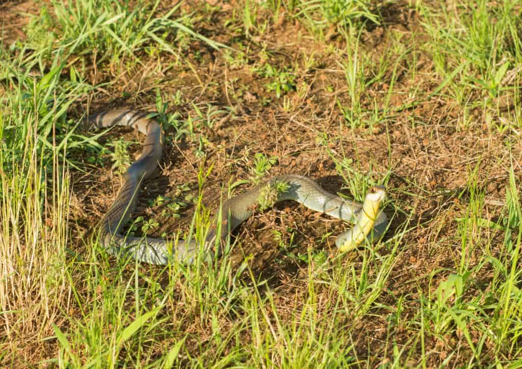 Yellow-bellied racer, Coluber constrictor flaviventris snake in grass