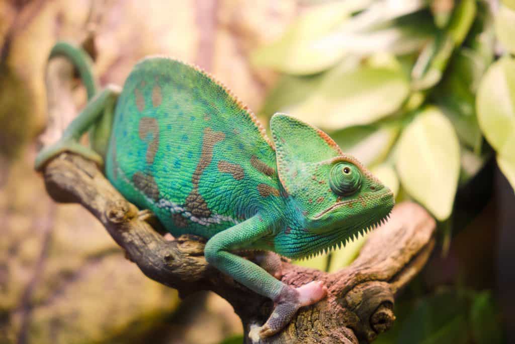 Yemeni chameleon, or helmet-bearing (Chamaeleo calyptratus) - a species of lizards from the chameleon family. One of the largest representatives of his family. Body length is 60 cm.