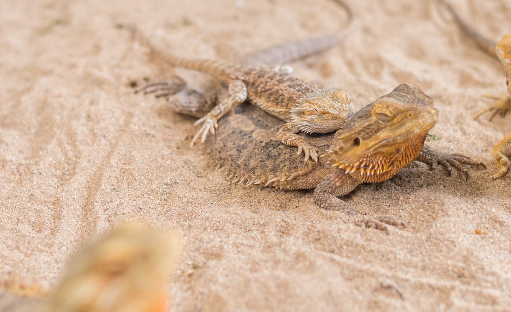 baby Bearded Dragon and mother.