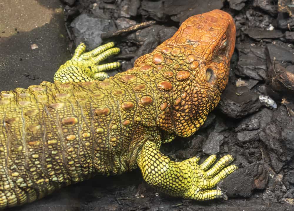 Caiman lizard with green and orange skin on the rocks