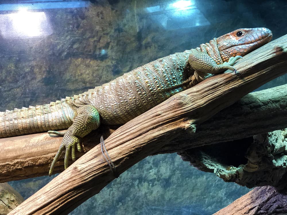 caiman lizard on tree trunk