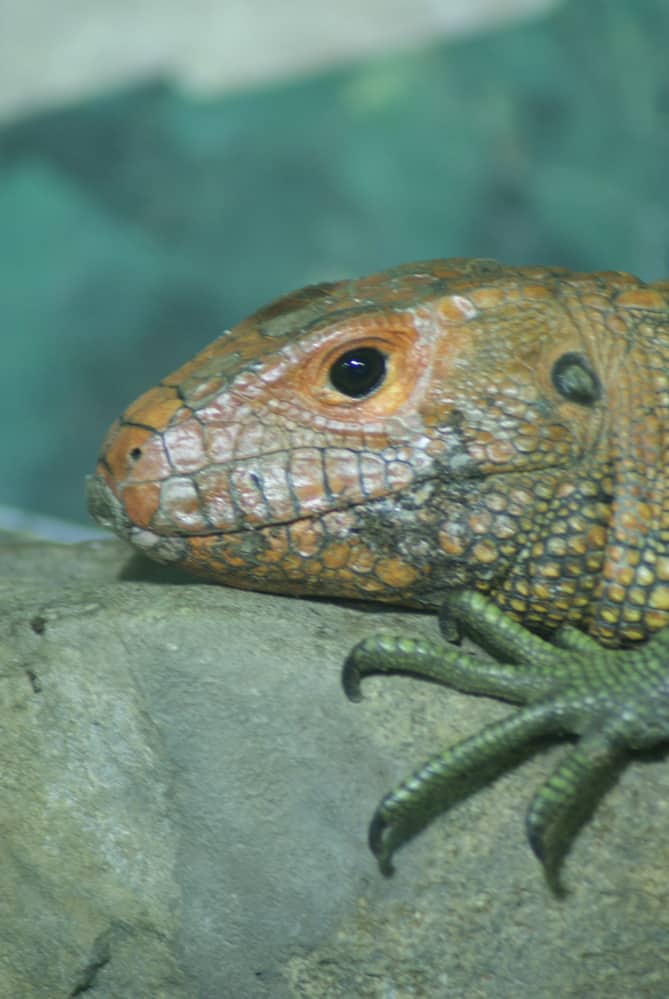 close up half bodied caiman lizard on tree trunk