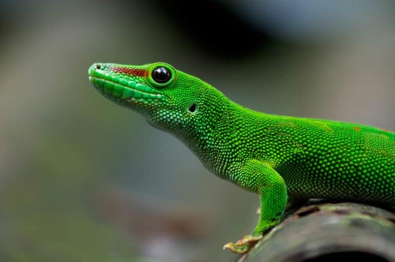 Giant Day Gecko Care Sheet: Size, Diet, Tank Size & More