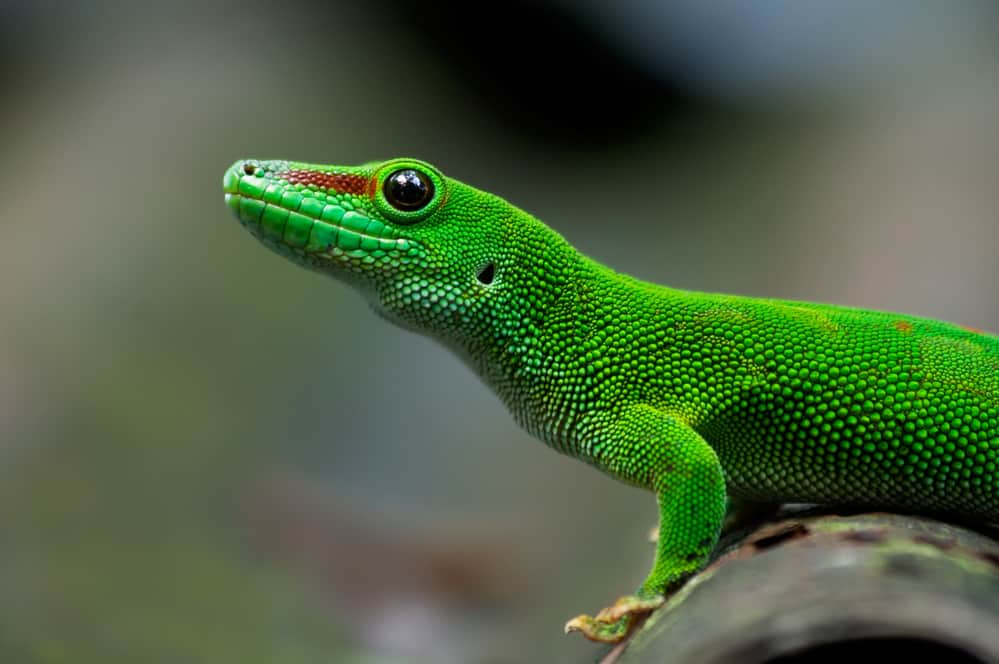 half body giant day gecko with green skin