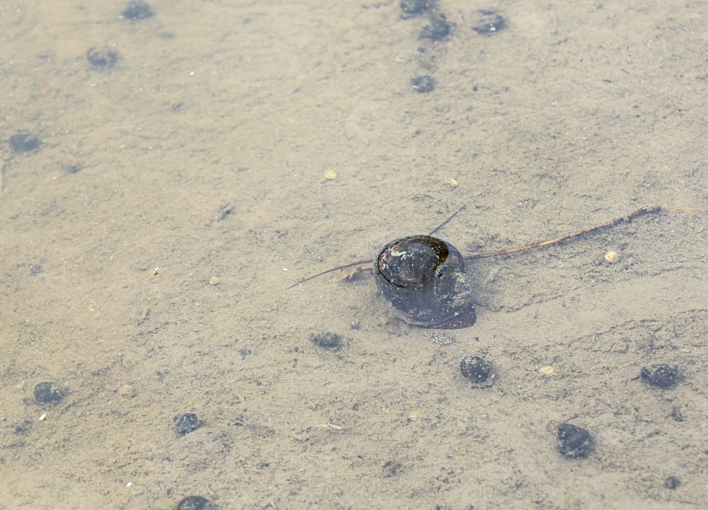 Apple snails crawling in a paddy field