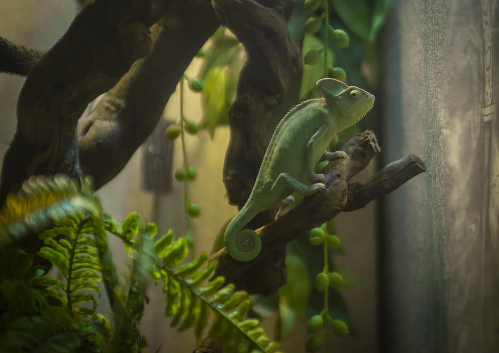 veiled chameleon in enclosure