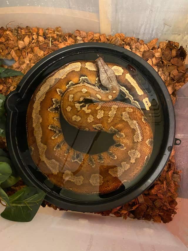 A blood python curling and soaking in its water basin.