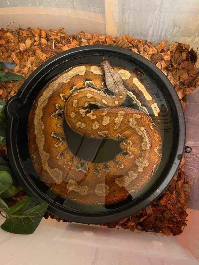 Blood Python Care Sheet: Size, Lifespan, Diet & More