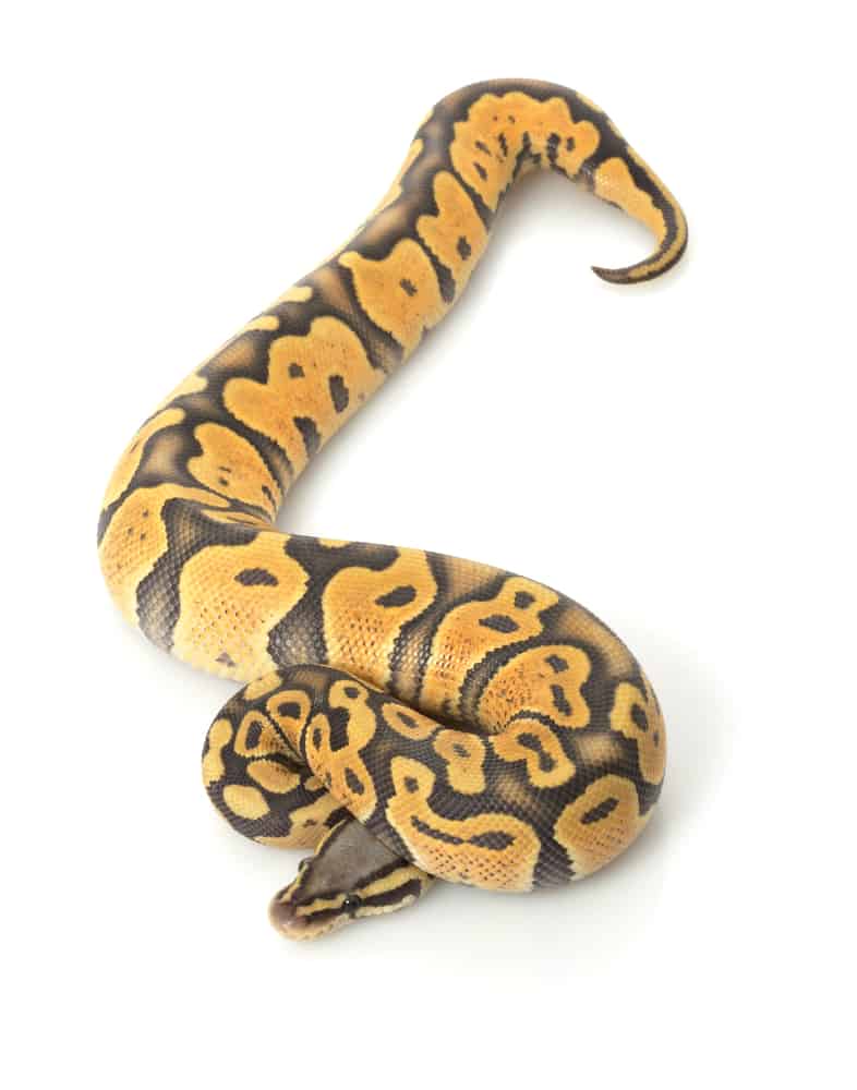 Pastel Orange Ball Python