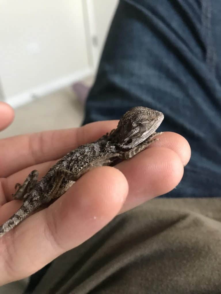 A pet bearded dragon died of Atadenovirus.