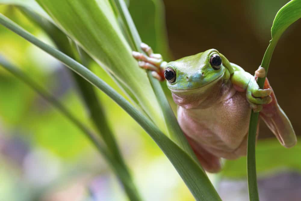 Adult Frog