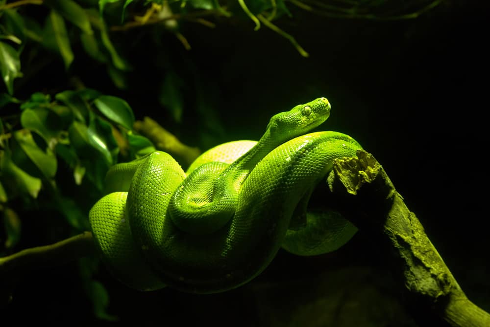 Age of captive and pet snakes