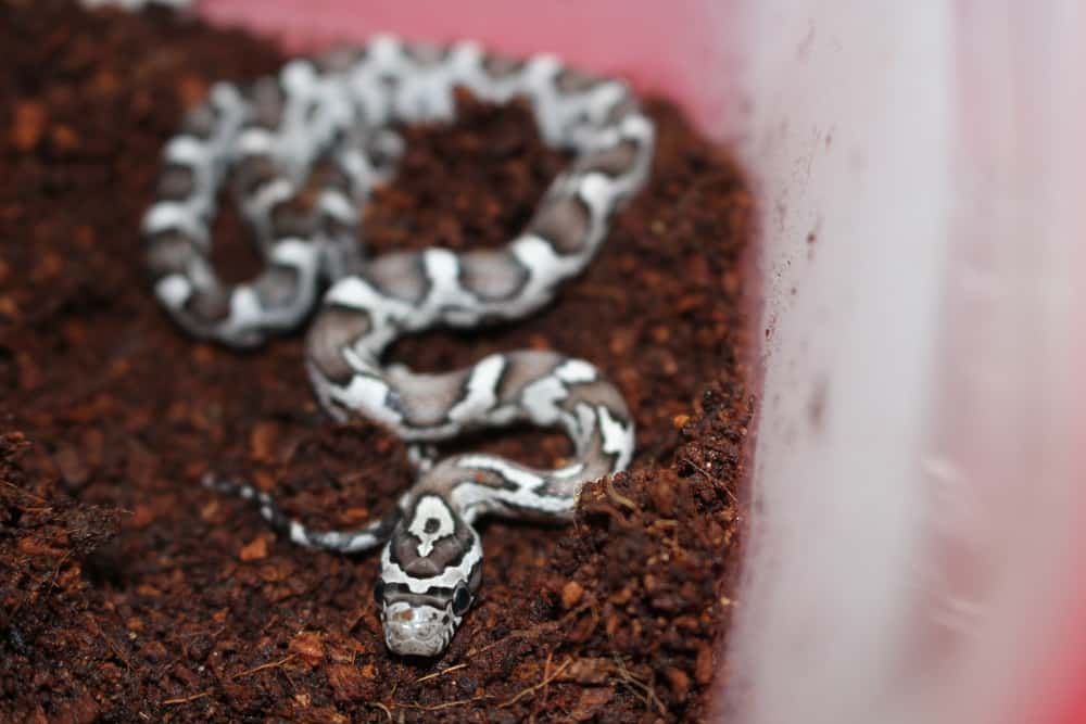 Corn snake in captivity