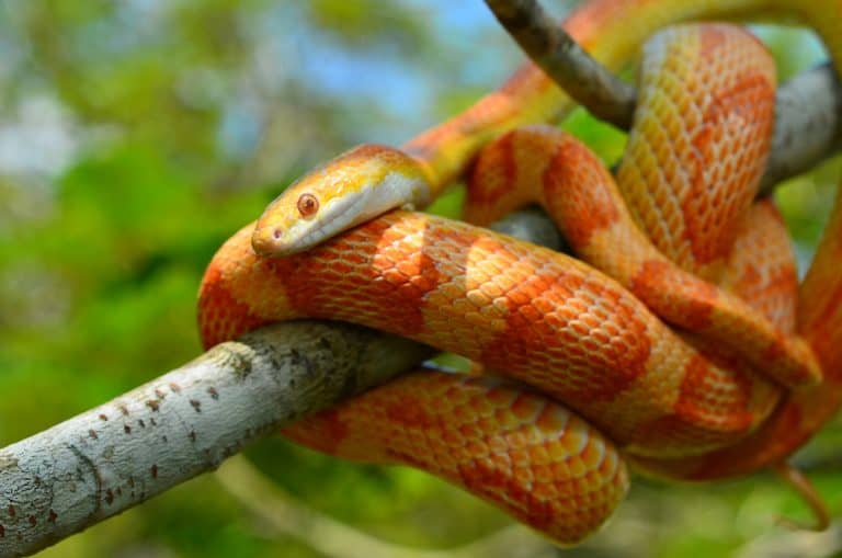 how-long-do-snakes-live-for-snake-lifespan-explained