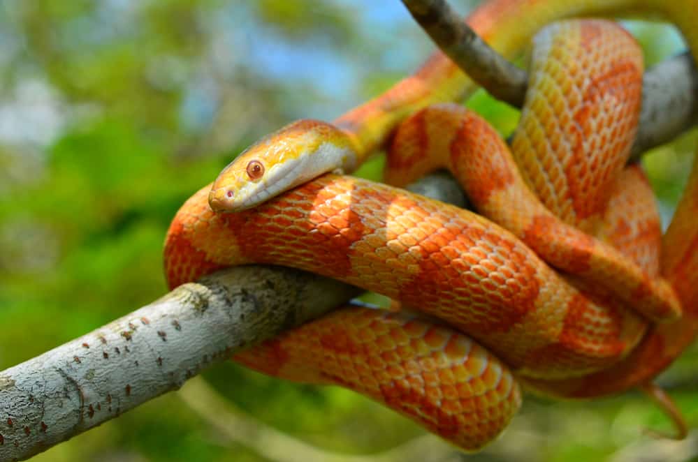 Corn snake on a branch