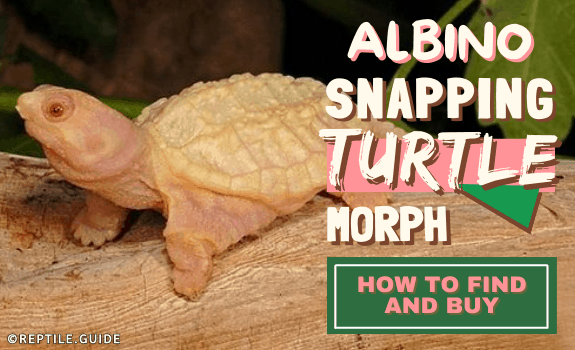 Albino Snapping Turtle Morph - How to Find and Buy