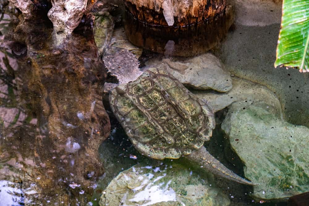 Alligator Snapping Turtles with long tail