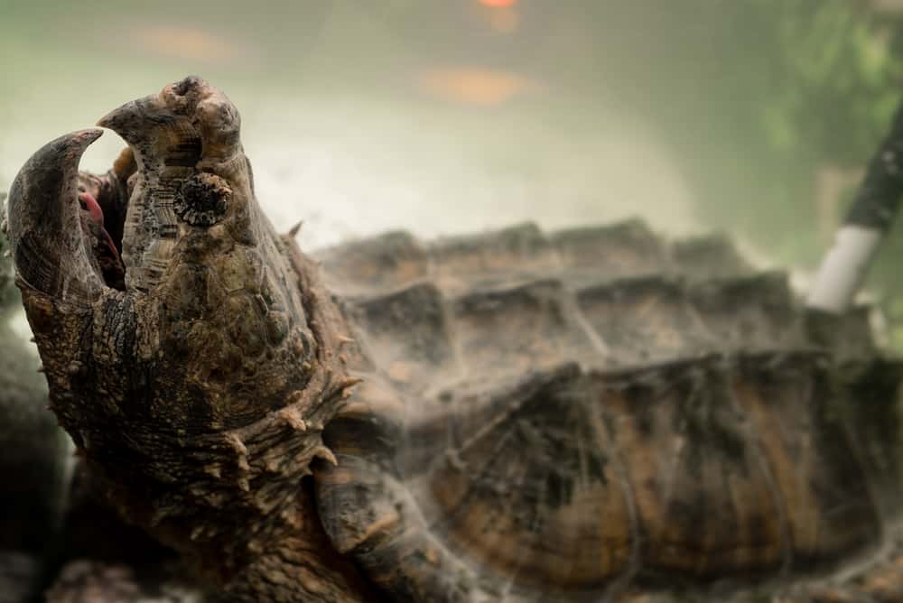 Alligator Snapping Turtles