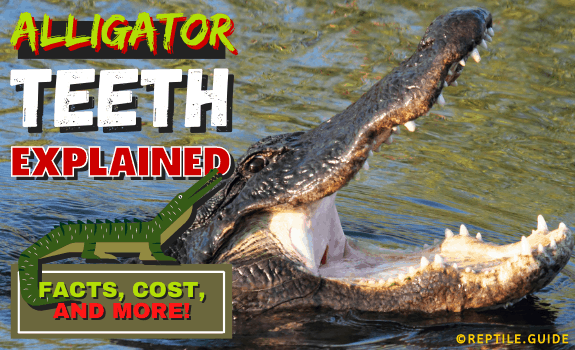Alligator teeth