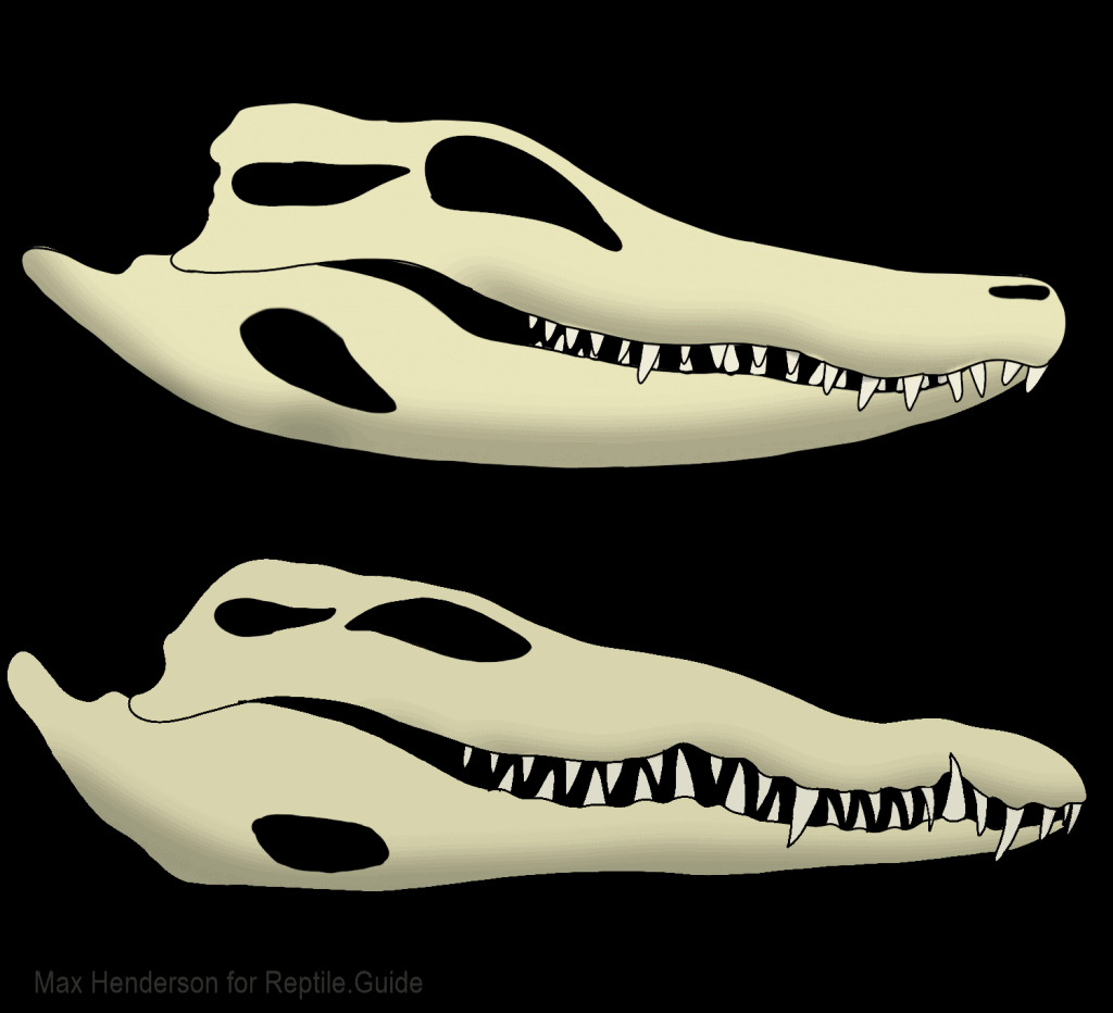Alligator teeth