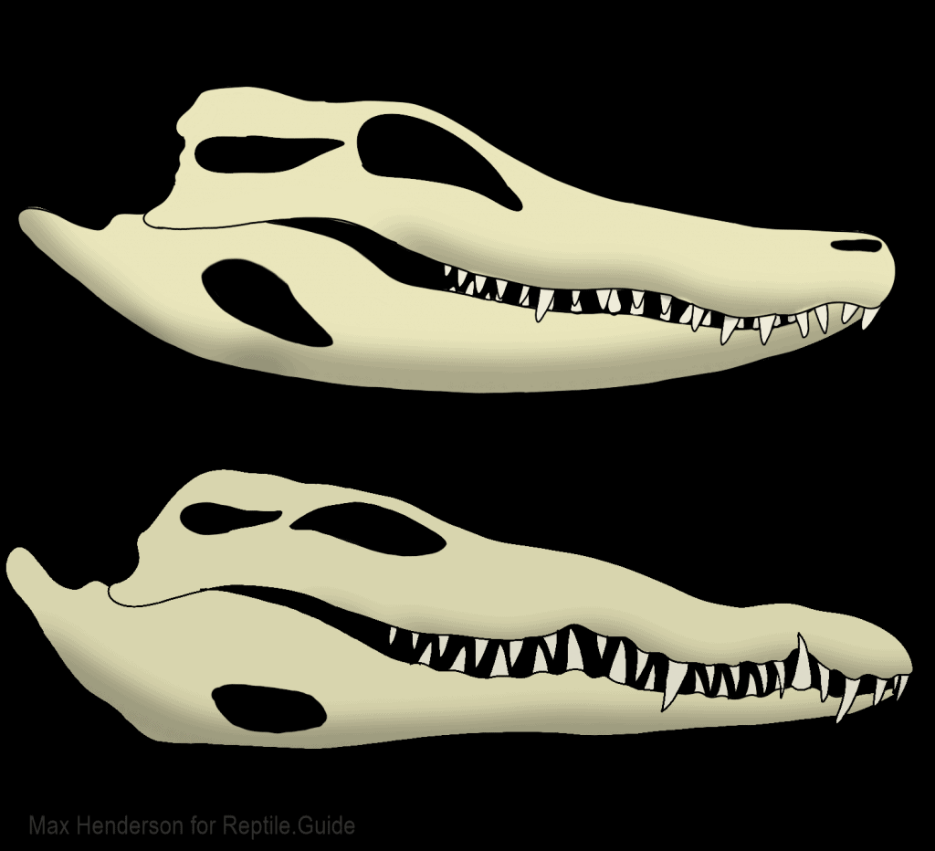 Alligator Teeth Explained Facts Cost And More Alligator Teeth Explained Facts Cost And More