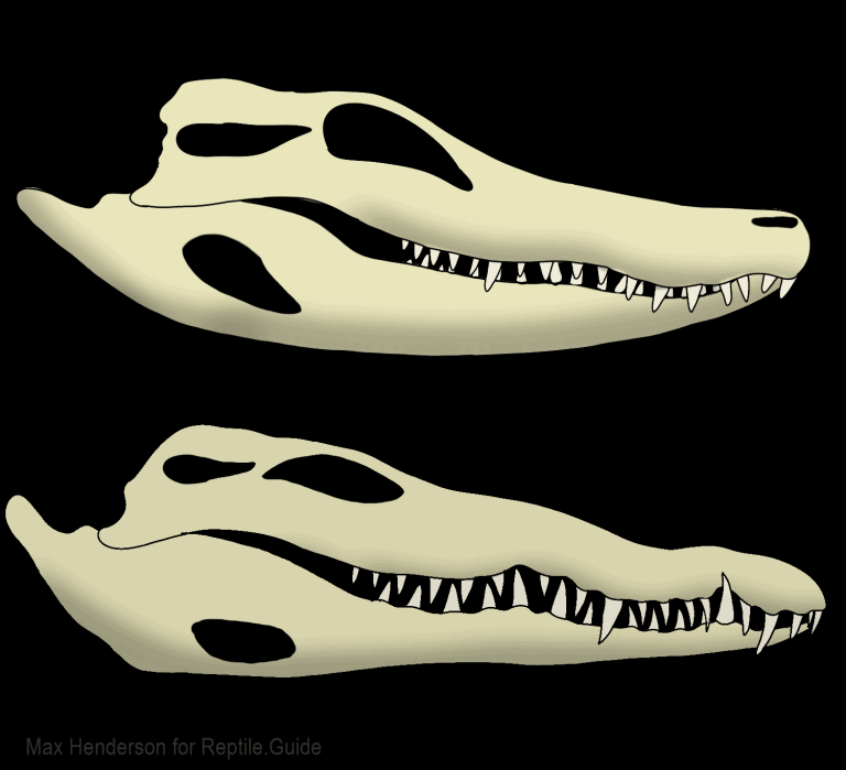 Alligator Teeth Explained: Facts, Cost, and More!