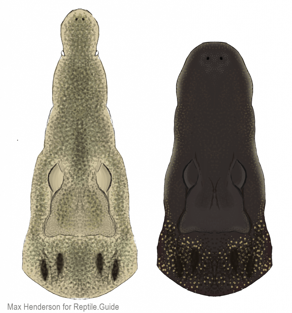 alligator vs crocodile comparison drawing