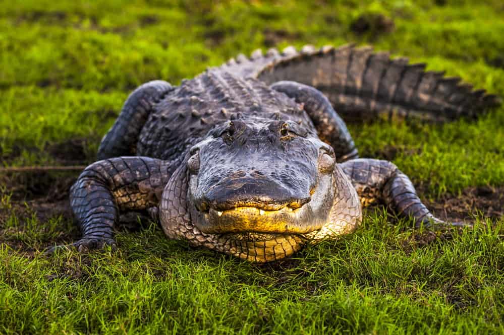 American alligator's 4th teeth