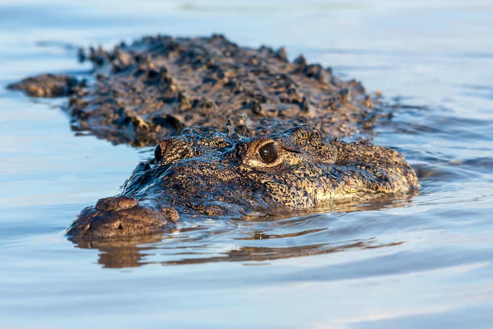 American crocodile