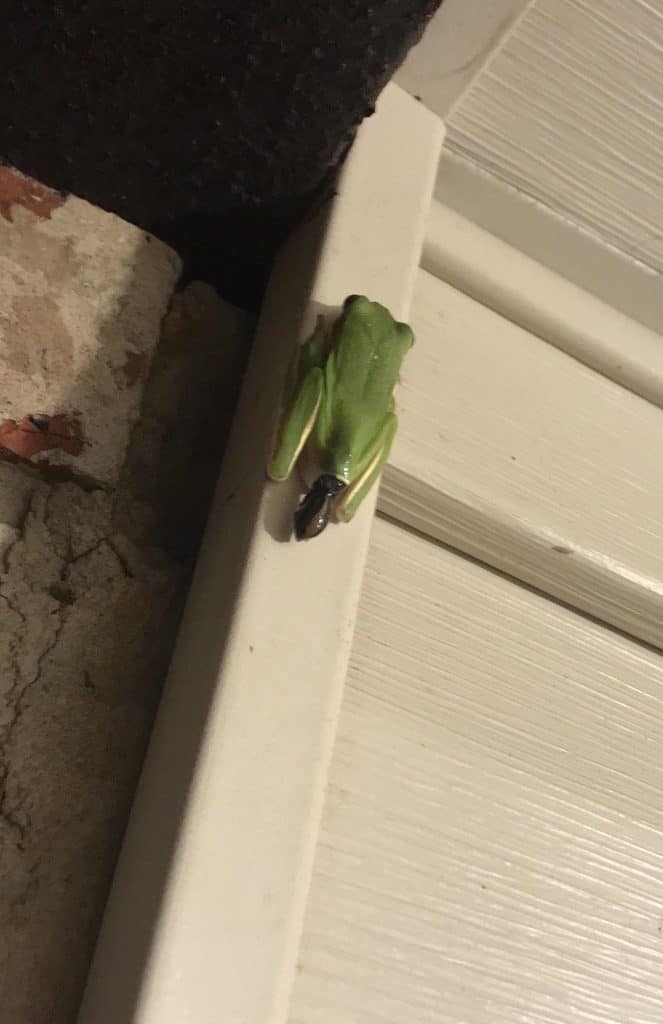 American green tree frog (Hyla cinerea)