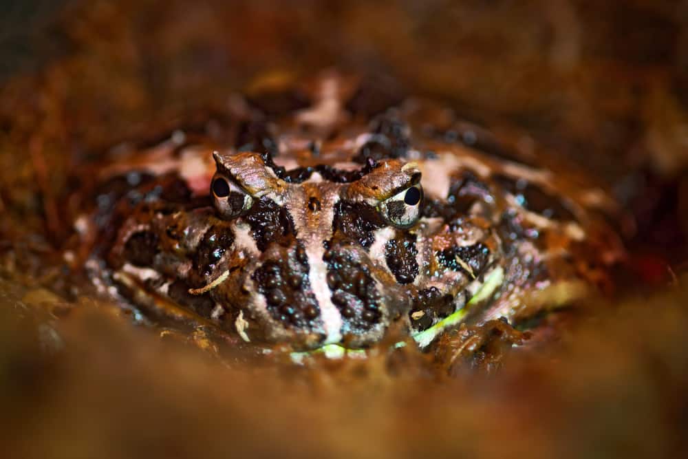 Argentine Horned Frog