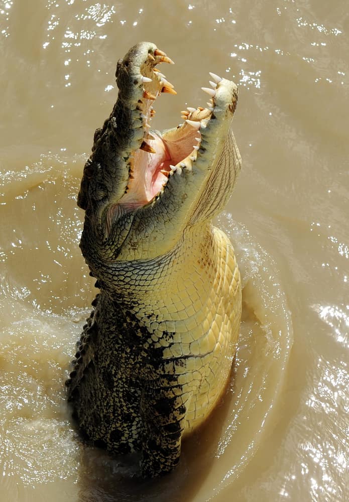 Australian saltwater crocodile (Crocodylus porosus)