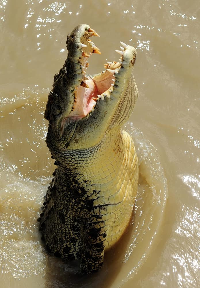 worlds largest crocodile ever caught