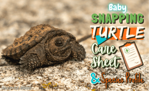 Baby Snapping Turtle: Care Sheet and Species Profile