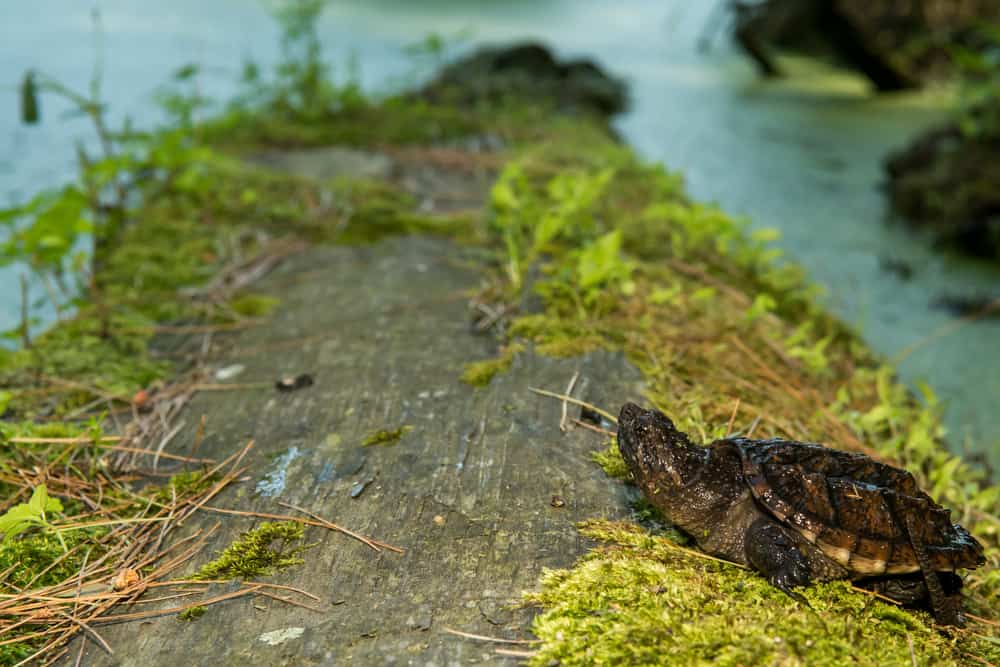 Baby snapping turtle in a log.