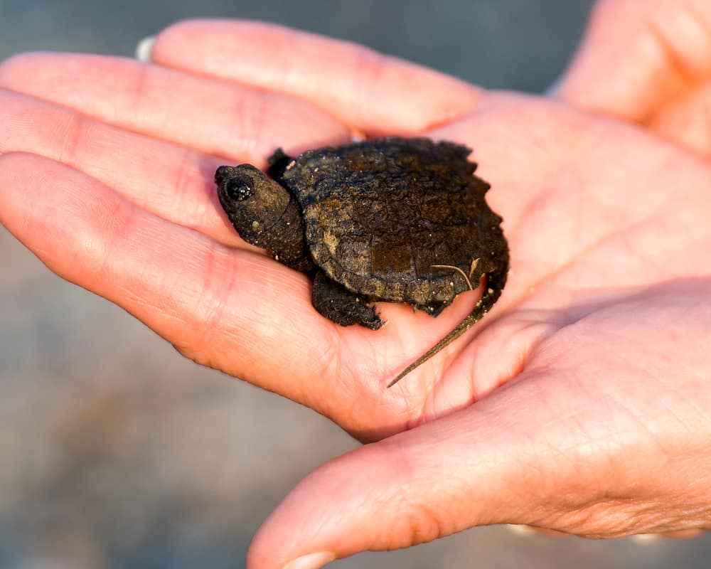 cute baby snapping turtle