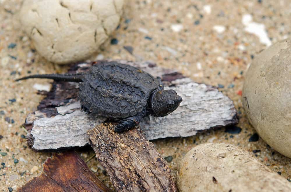 Baby snapping turtle on a plain wood