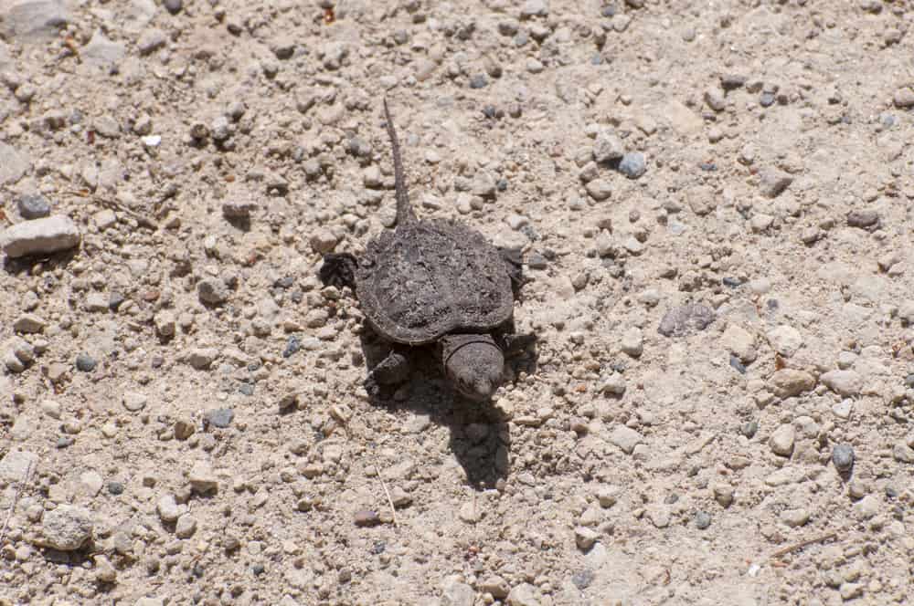 Baby Snapping Turtle, Chelydra serpentina, on his way to the lake.