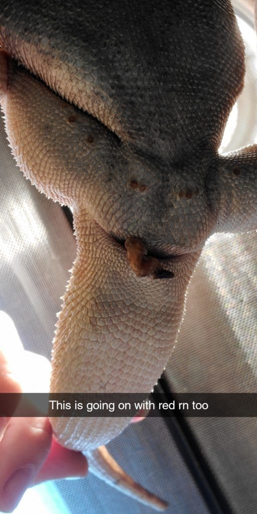 Bearded dragon with its sperm plug