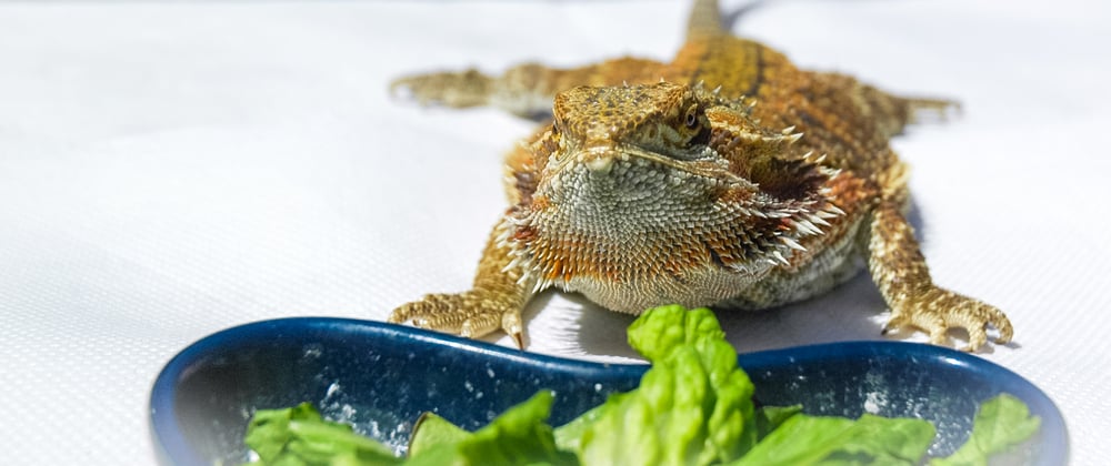 can bearded dragons eat strawberries? Picture of bearded dragon and its food bowl