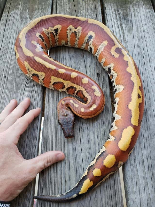 Blood Python lying on wood with human hand as size comparioson