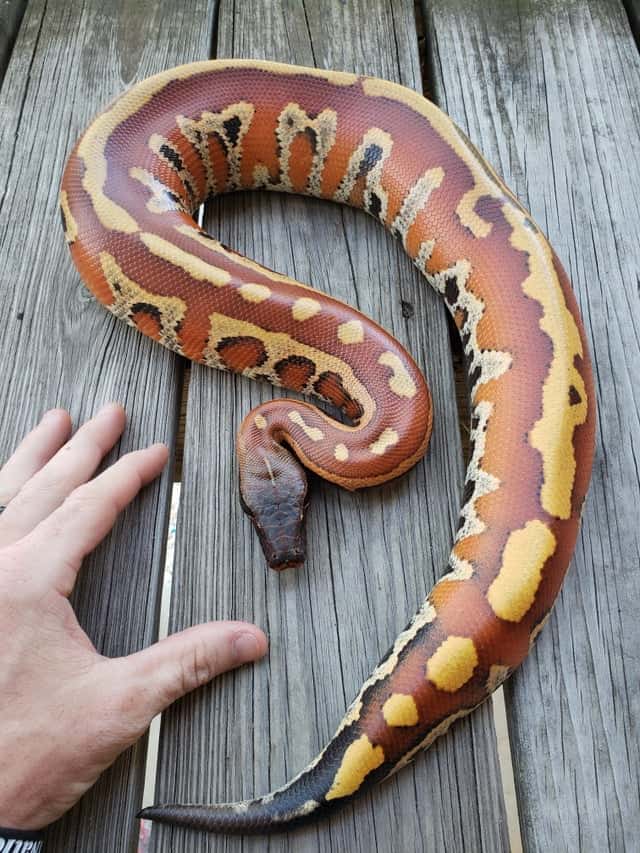 Huge Blood Python