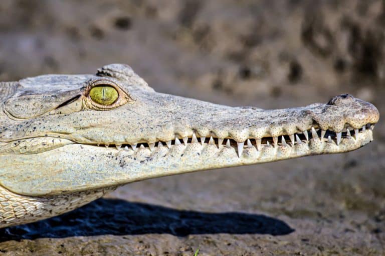 Alligator Teeth Explained Facts, Cost, and More!