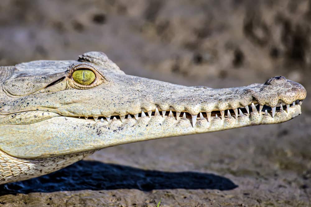 Caiman Crocodile head focused