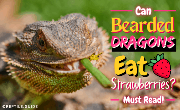 can bearded dragons eat strawberries
