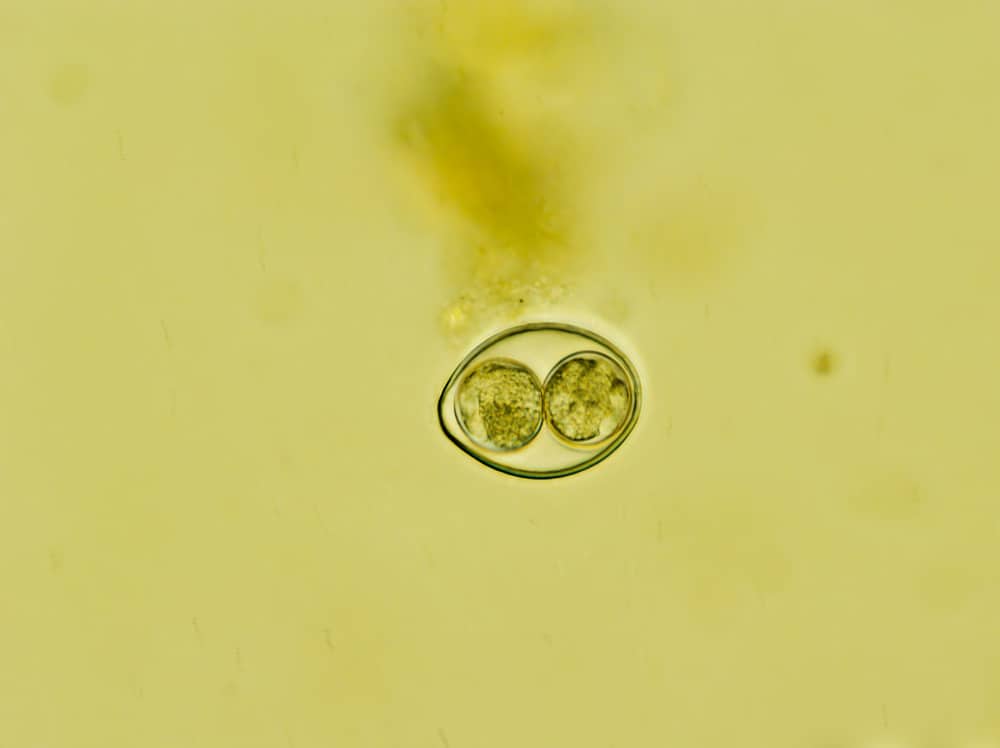 Coccidia in Bearded Dragons