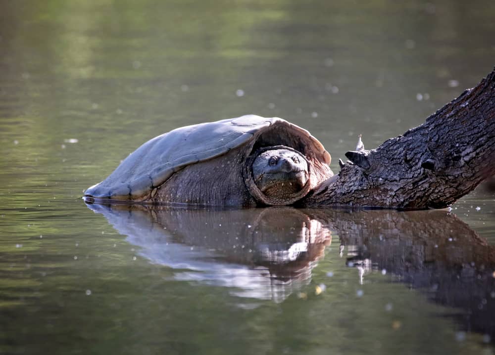 Common Snapping Turtle basking