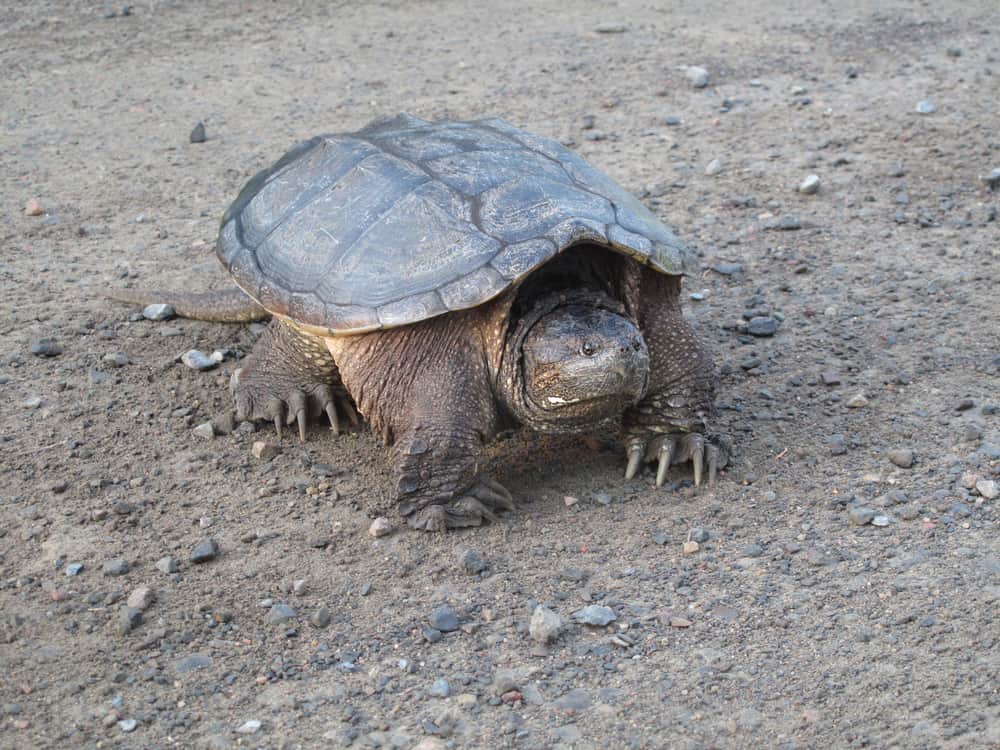 Common Snapping Turtles 