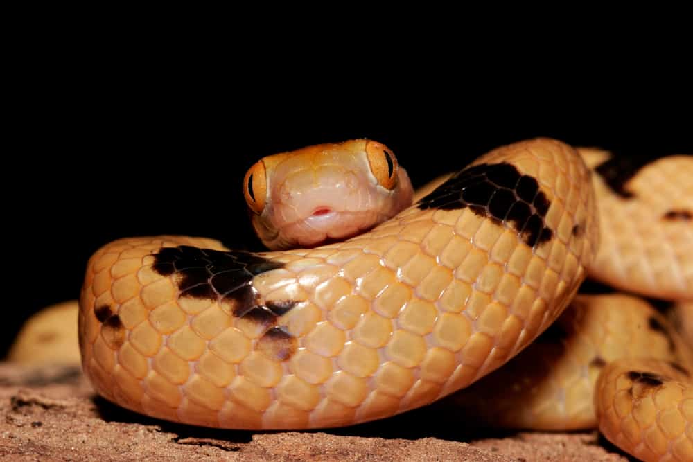 Eastern Tiger Snake (Notechis scutatus)